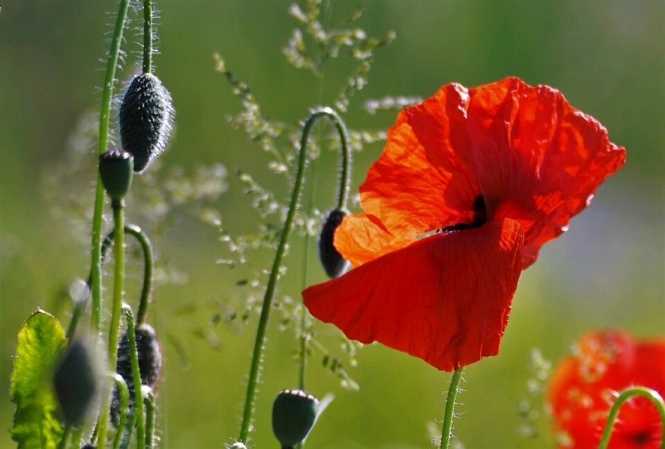 Field flowers world war ieper