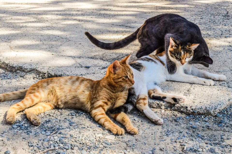 Animal resting group photo