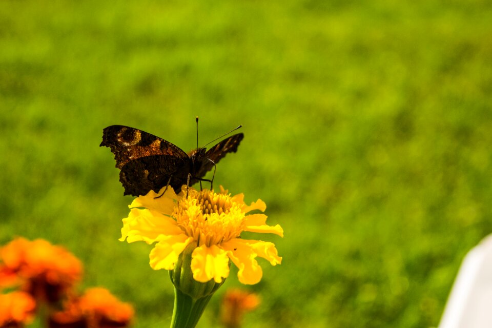 Flies insect nature photo