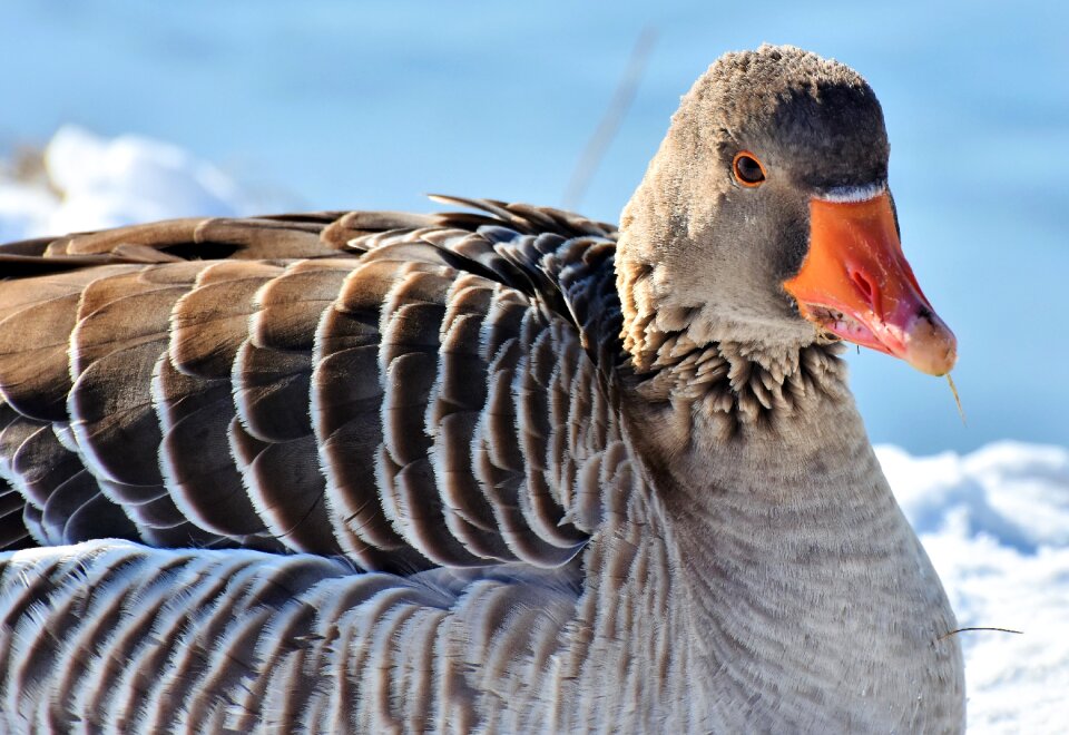 Water bird migratory bird wild bird