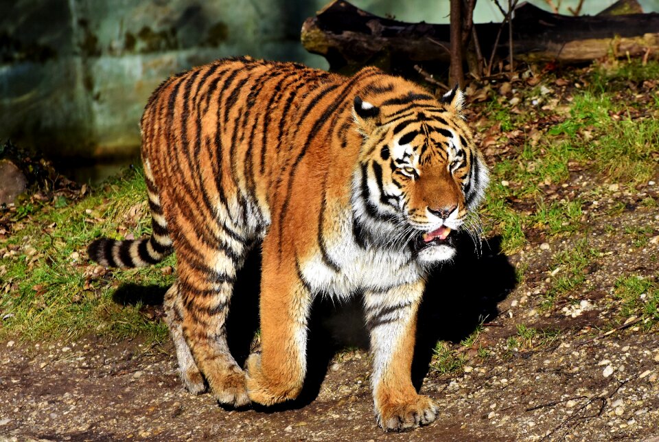 Wildcat tiger head tongue