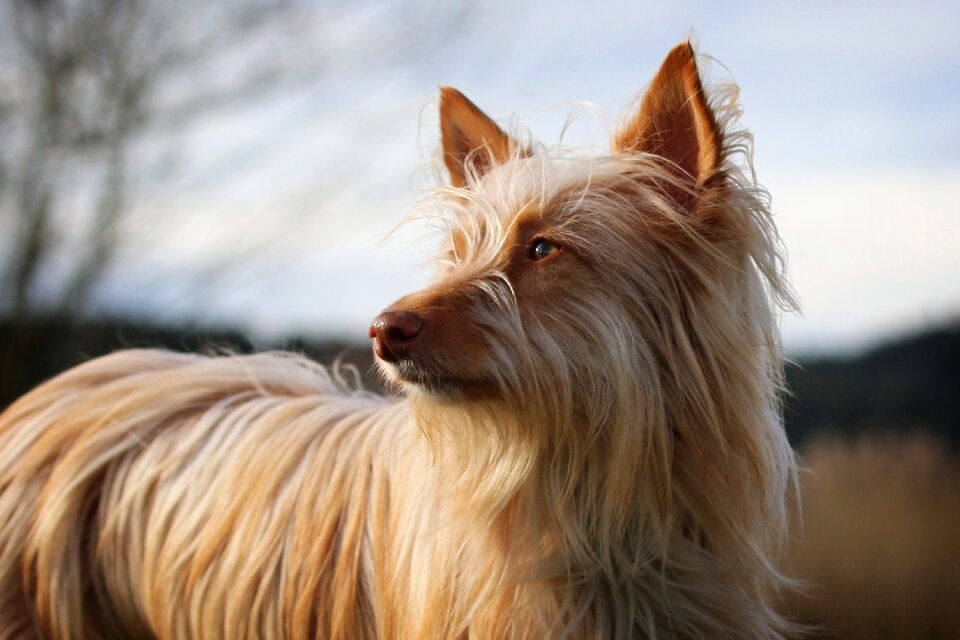 Mediano long haired dog