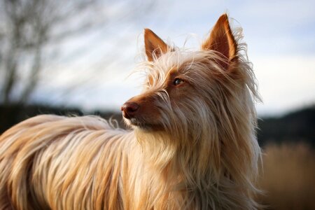 Mediano long haired dog