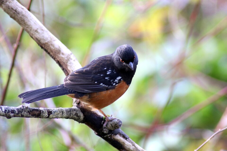 Animal outdoors spotted towee