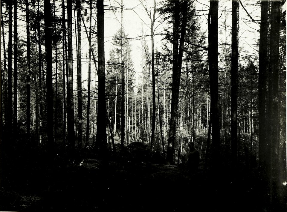 Artilleriewirkung im Wald nördlich Bolechow. (BildID 15591264)