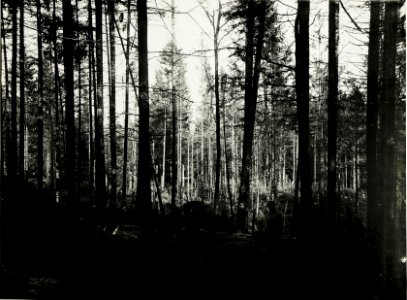 Artilleriewirkung im Wald nördlich Bolechow. (BildID 15591264)