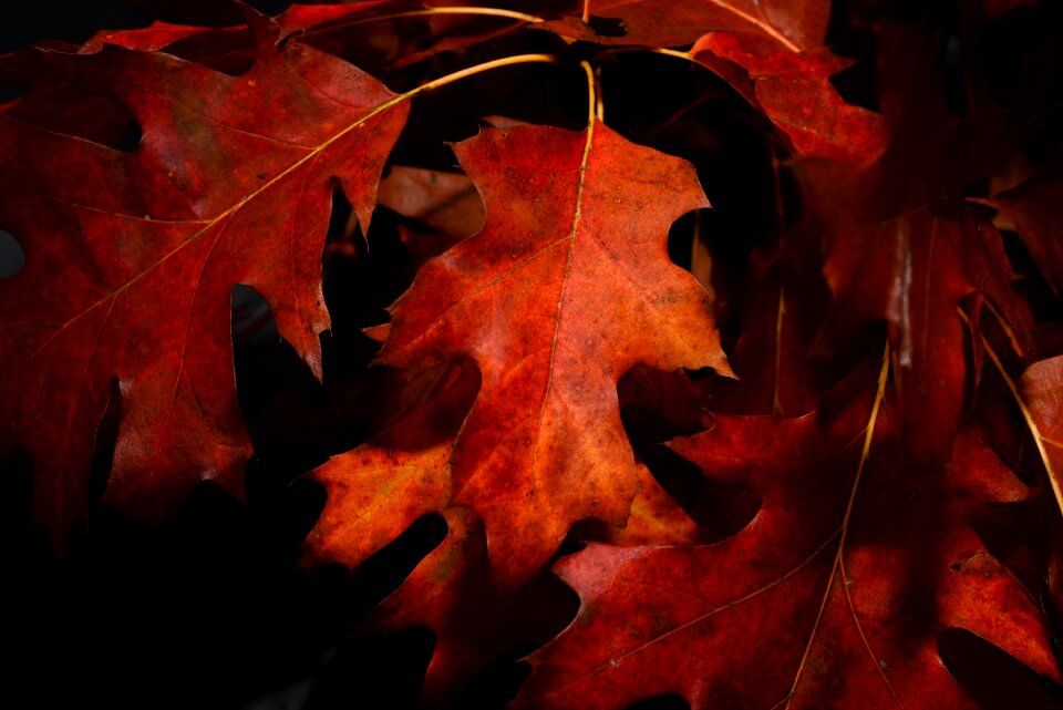 Red nature season