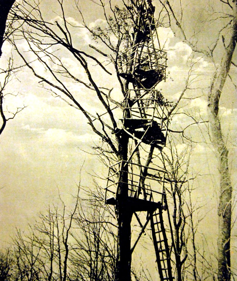 Artillery observation post in tree, French battlefront before Arras, WWI (29345030171)