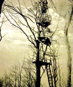 Artillery observation post in tree, French battlefront before Arras, WWI (29345030171)
