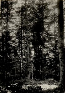Artilleriebeobachter Hochstand, Cost alta. Aufgenommen im Mai 1916. (BildID 15535722)