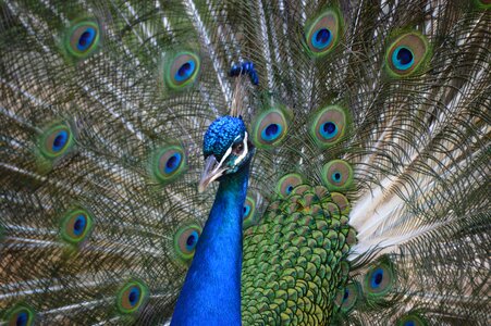 Wheel plumage nature