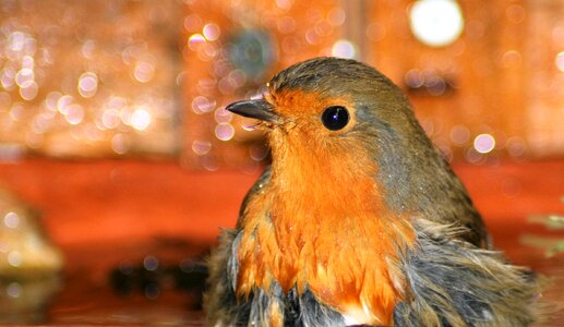 Nature bird orange birds