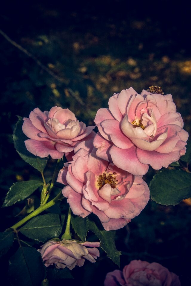 Close up rosaceae velvet