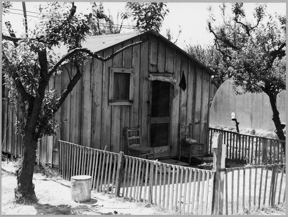Arvin, Kern County, California. One in a community of shacks in subdivided orchard rented to agricul . . . - NARA - 521660