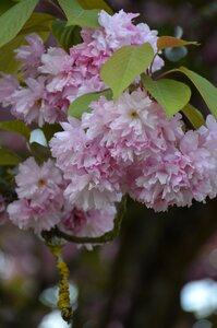 Garden flowering tree pink flowers photo