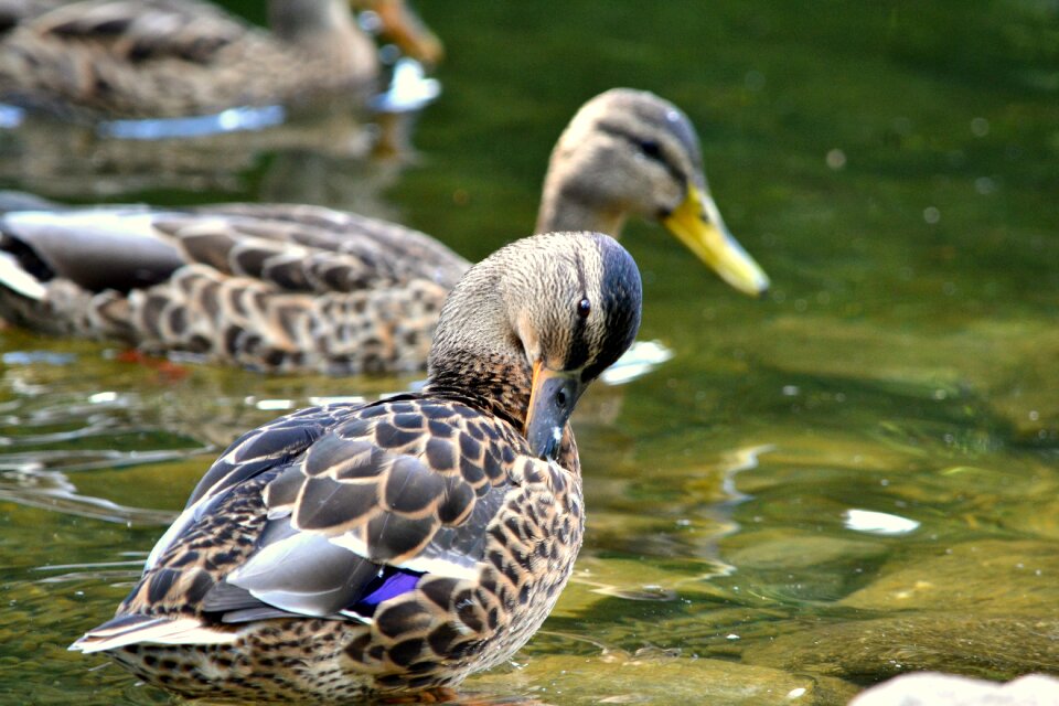 Water lake animal