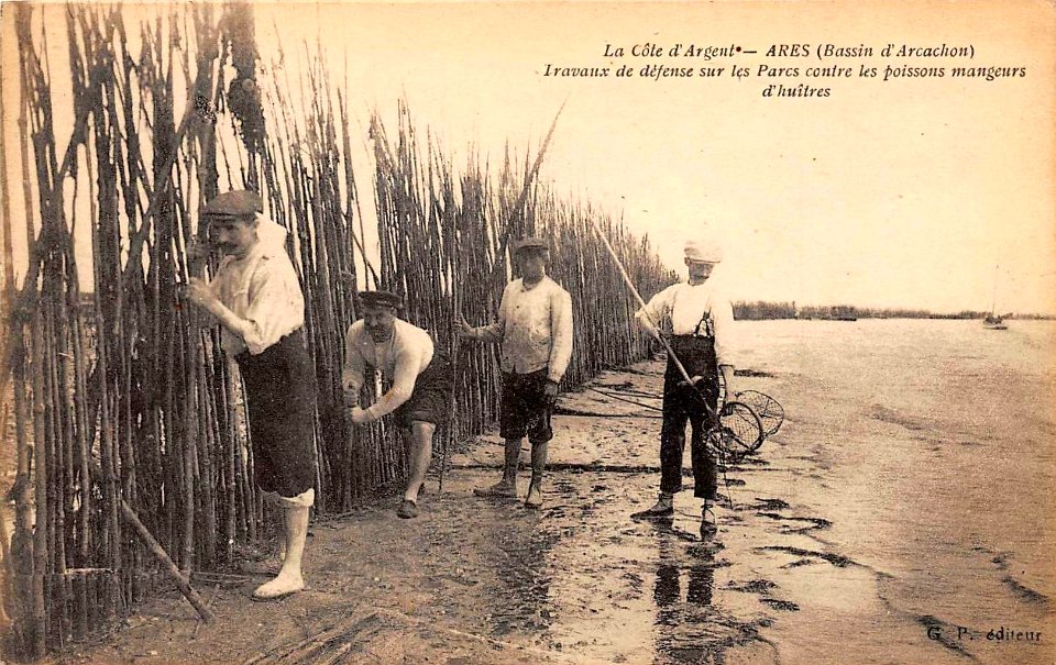 Arès - Ostréiculteurs 1