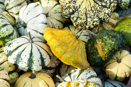 Spherical pumpkin like rosids