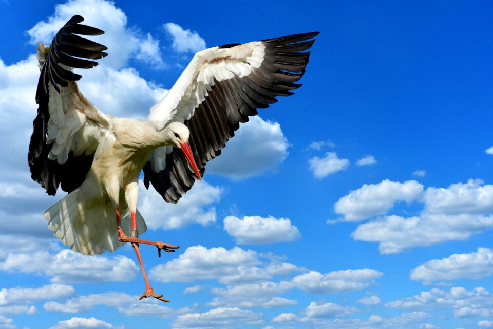Elegant feather bird