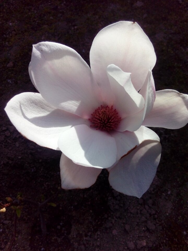 Magnolia flower Free photos