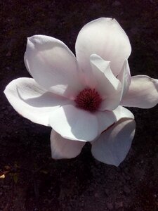 Magnolia flower Free photos photo