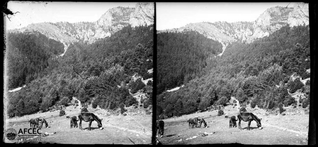 Ases pasturant en un prat a la Colladeta entre Gósol i Sant Llorenç de Morunys