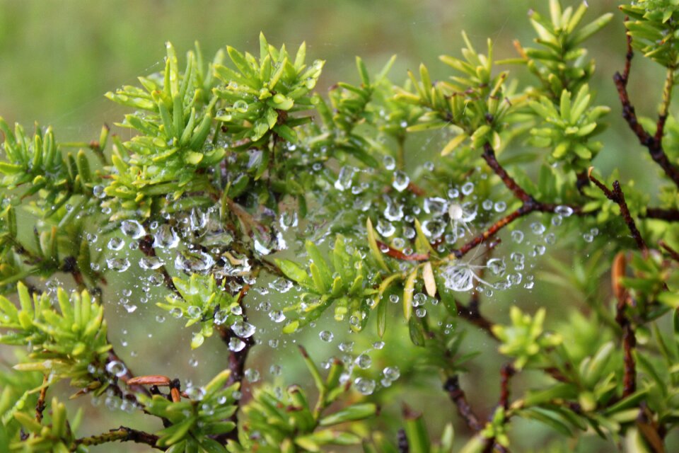 Plant rain a spider's web