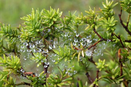 Plant rain a spider's web