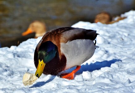 Mallard bird feather