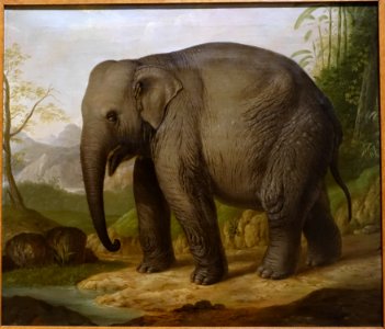 Asian elephant by Christian Wilhelm Kehrer, c. 1816, oil on canvas - Hessisches Landesmuseum Darmstadt - Darmstadt, Germany - DSC00087 photo