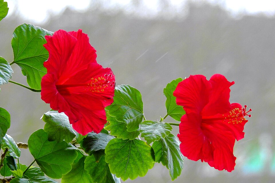 Plant flower leaf