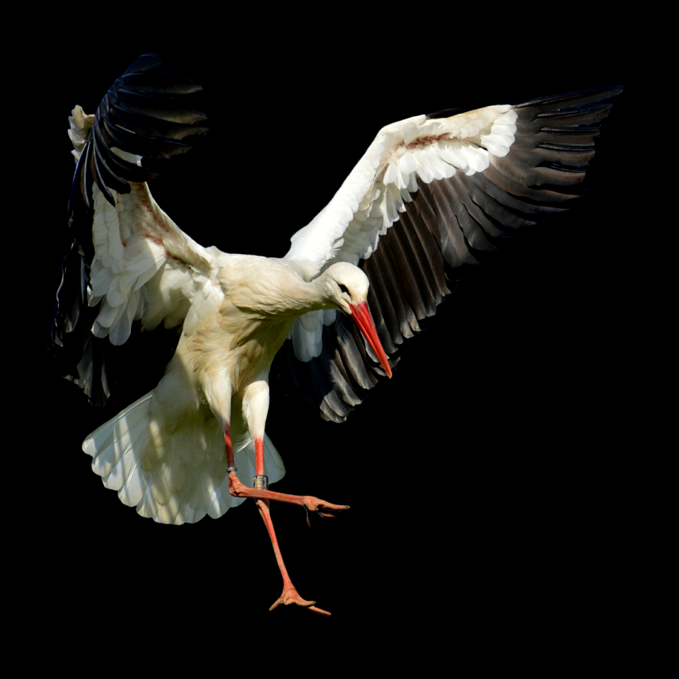 Elegant feather bird