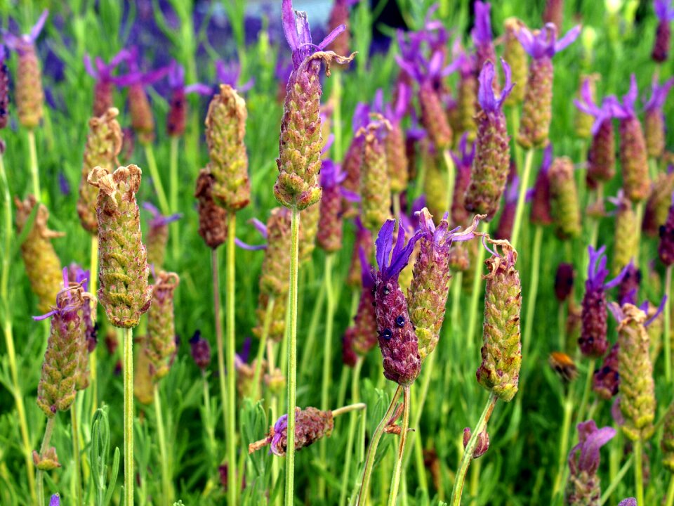 Flowers bush garden
