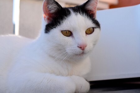 Mieze kitten cat photo