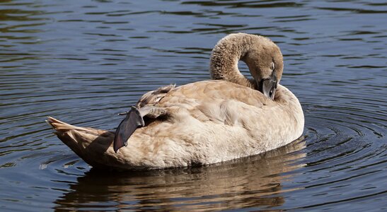 Waterfowl swan kattesteertvijver