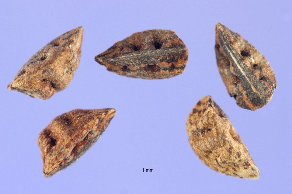 Asphodelusfistulosus