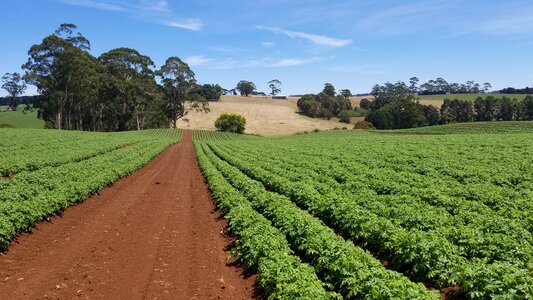 Field soil potatoes