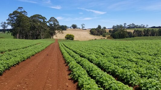 Field soil potatoes photo