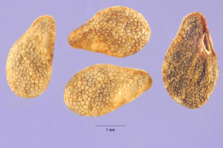 Asperugo procumbens seeds aspr 002 php