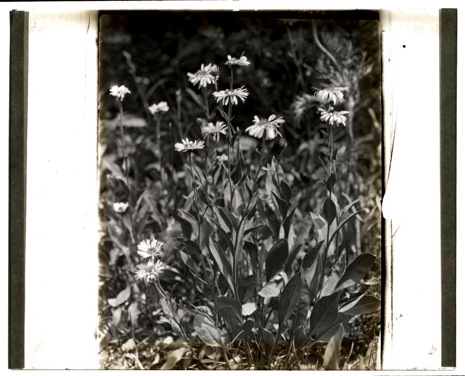 Aster (aster) LCCN2008676000