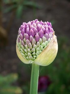 Garden outdoors blooming