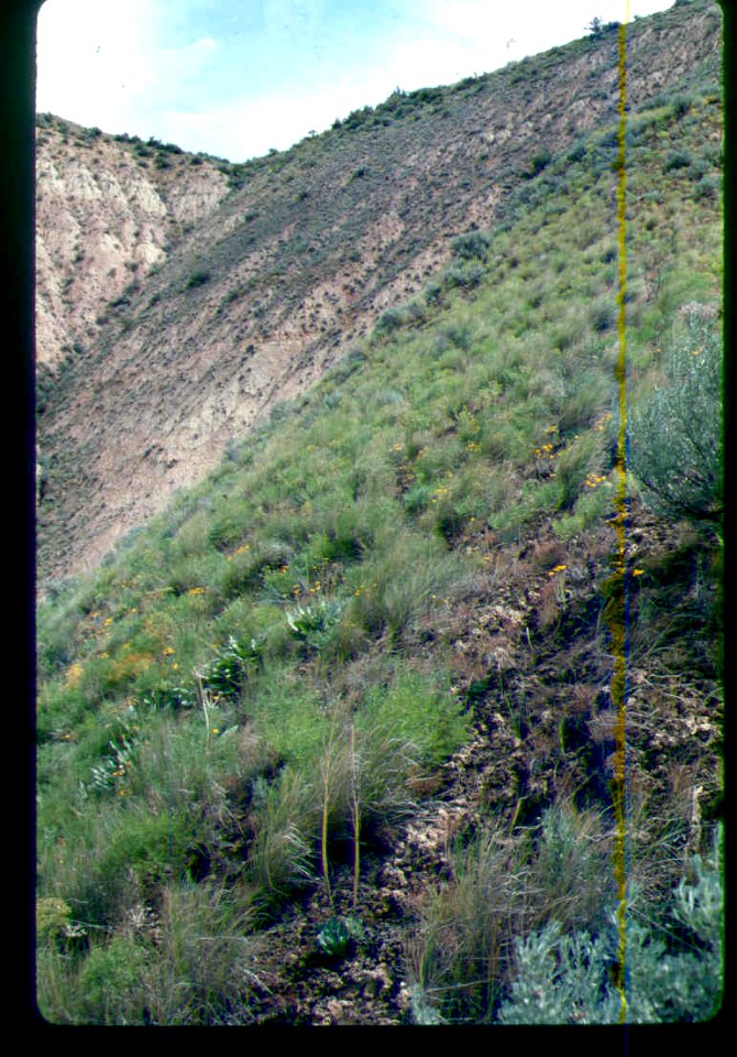 Astragalus cusickii var. packardiae habitat in SW Idaho 4