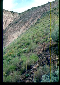 Astragalus cusickii var. packardiae habitat in SW Idaho 4 photo