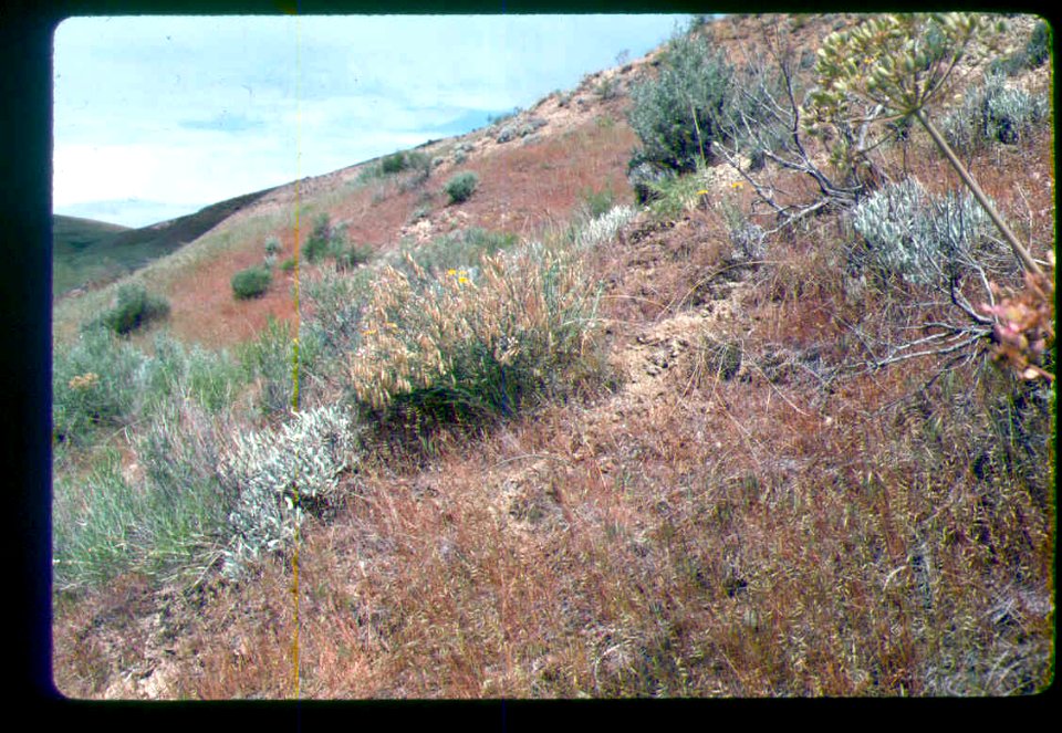 Astragalus cusickii var. packardiae habitat in SW Idaho