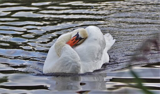 Nature waterfowl kattesteertvijver photo