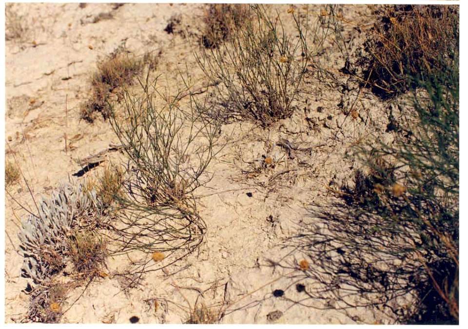 Astragalus cusickii var. packardiae plants in SW Idaho 2