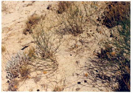 Astragalus cusickii var. packardiae plants in SW Idaho 2