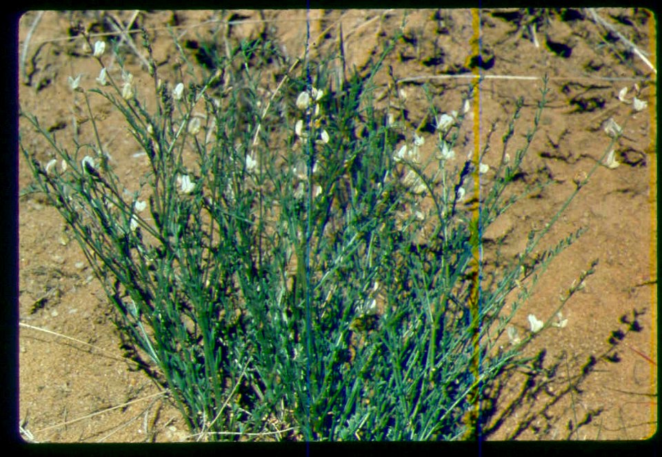 Astragalus mulfordiae flowering in SW Idaho 2