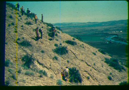 Astragalus mulfordiae habitat and people in SW Idaho