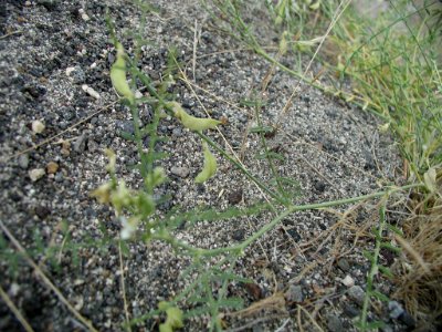 Astragalus mulfordiae plant in SW Idaho 2